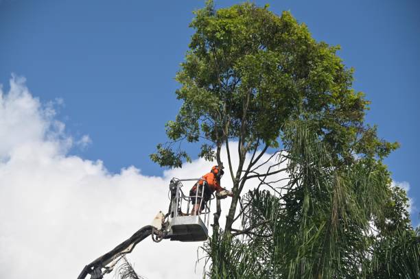 Best Root Management and Removal  in West Berlin, NJ